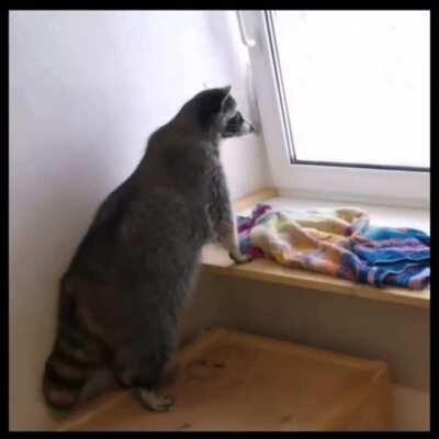 They also wag their tails!