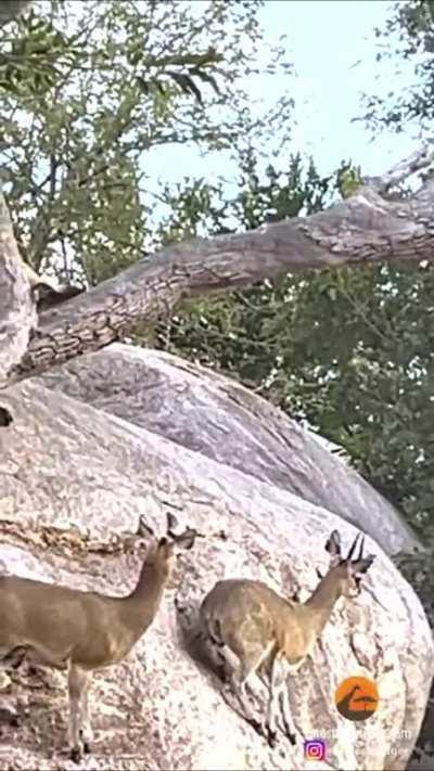 🔥 Klipspringers keep calm while using cliff to evade Wild Dogs.