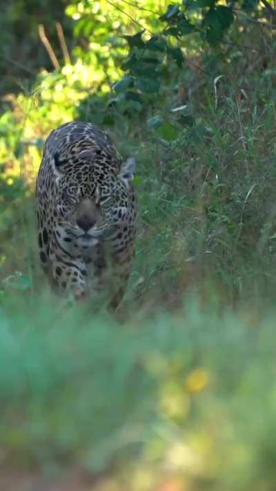 Así es la vida de Mariua, la yaguareté que vive libre en el Iberá