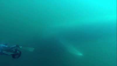 🔥planet Earth's largest animal 🐋