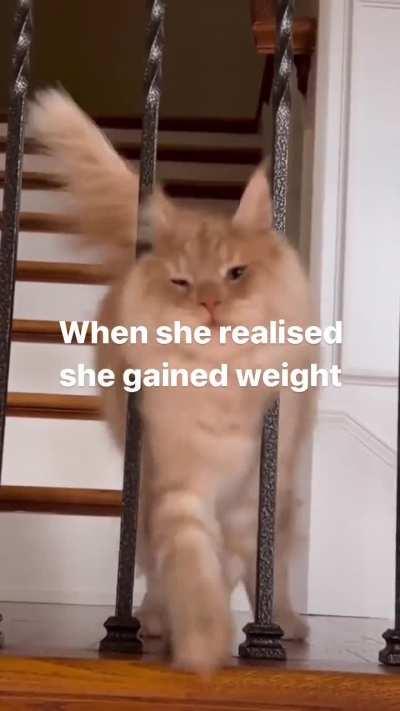 This cat gained some weight 