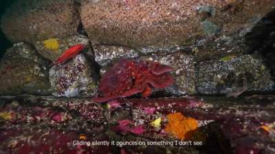 The Pacific at its calmest - a jellyfish drifts, an octopus sleeps, and the ocean comes alive around me [OC]