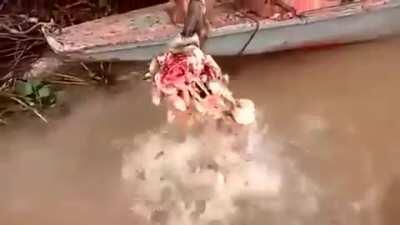 🔥 Meat on skull eaten by Piranhas