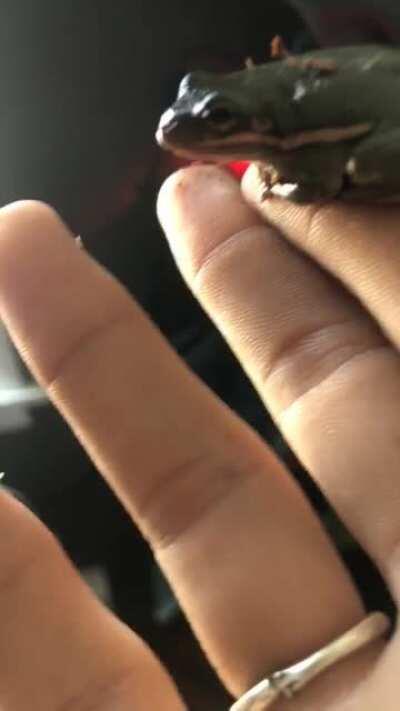 my girl Wellington has gotten so comfortable with me :D