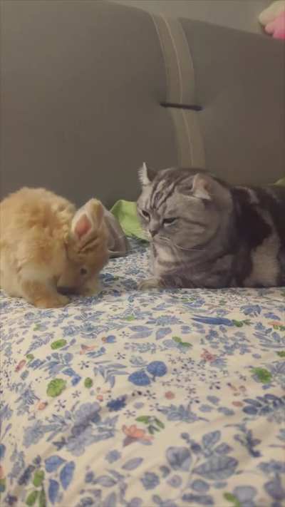 Bunnies and cats - unlikely friendships