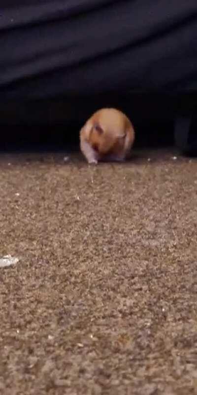 i love her little warm-up 🥺 (excuse the floor, we only moved in yesterday lol)