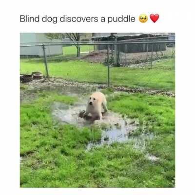 Слепой пес на прогулке нашел лужу. Смешно и грустно.
