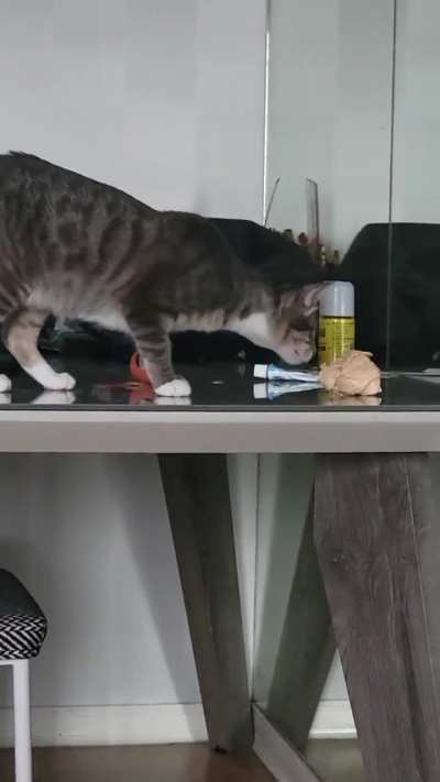 Playing fetch with my blind kitty Toph