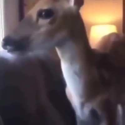 My new roommate is kinda chill