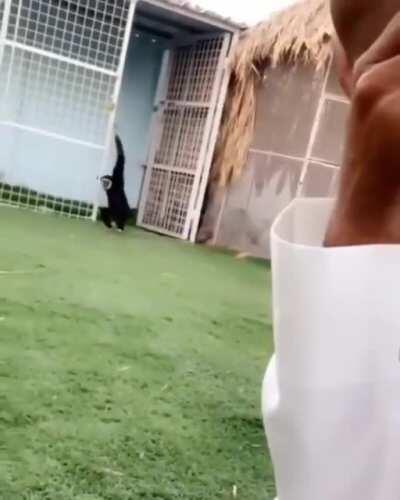 Quiero un mono pa qliar 😈