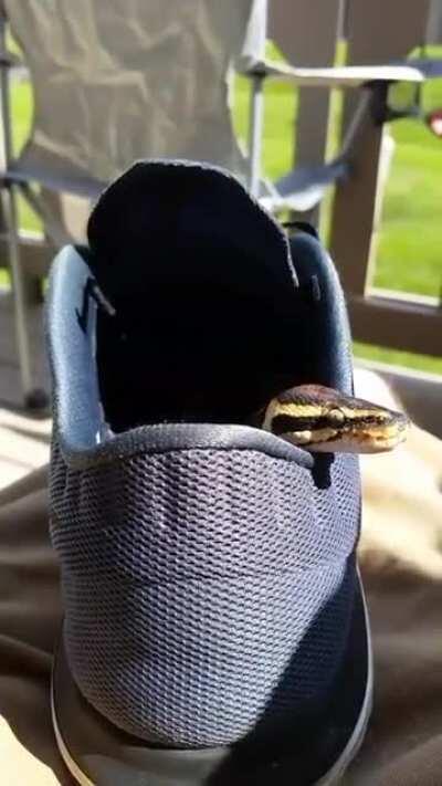 Bebby Snek