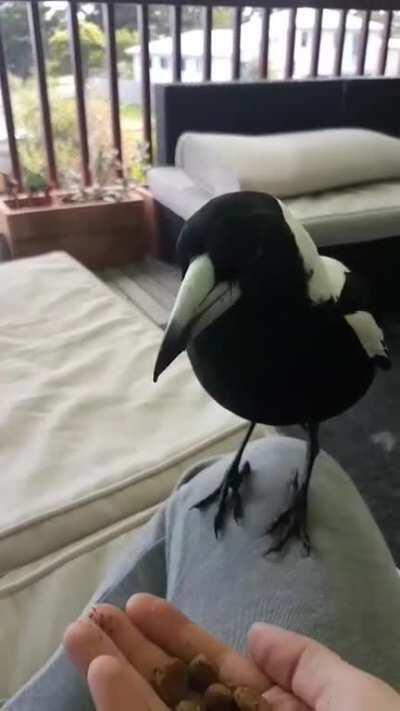 For everyone who enjoyed the juvenile magpie, this is his dad Borris.