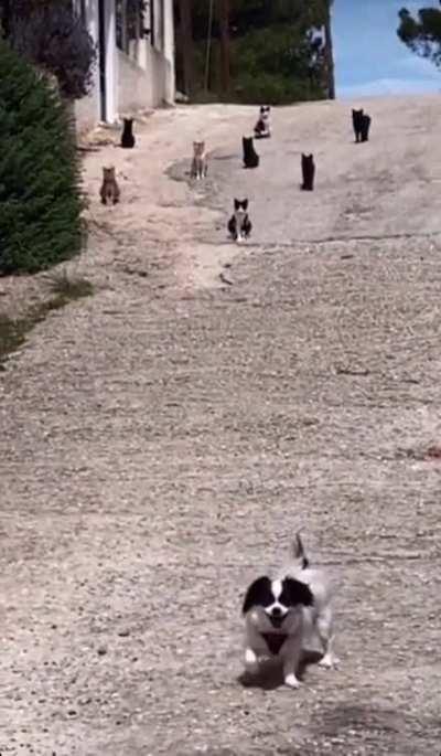 Accidentally Wandered Into The Hitcat Hood