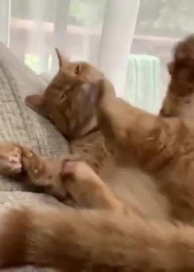 cat.exe error