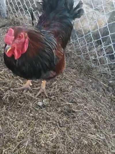 Was trying to get a nice video of my rooster to show to the hatchery where I got him..