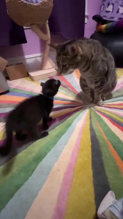 Gummitch acclimates to foster kittens, Part One