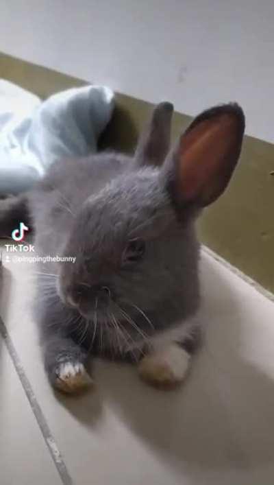 Zuzzy with a Z #bunny