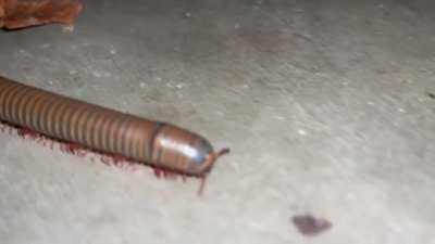 What kind of train was this?