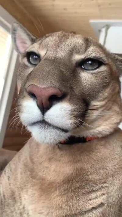 Even big bois need boops!!