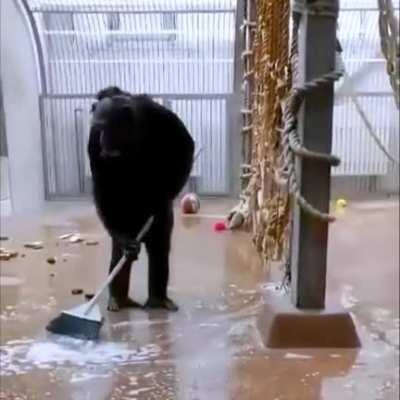 Tallinn Zoo: caretaker forgot their broom