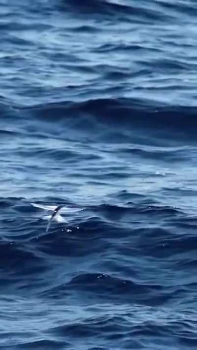 Flying fish aka Exocoetidae