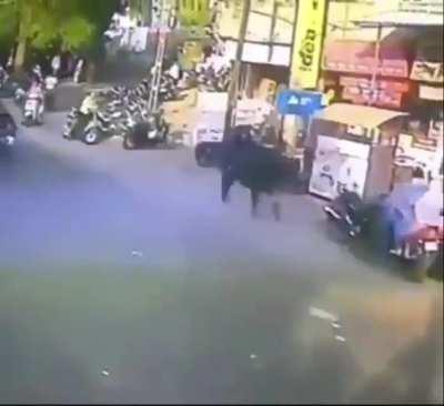 How stupid is it to have bulls walking on the streets