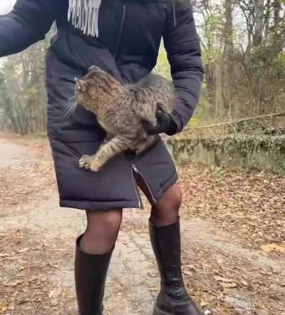 Congratulations, you have adopted a kitty!