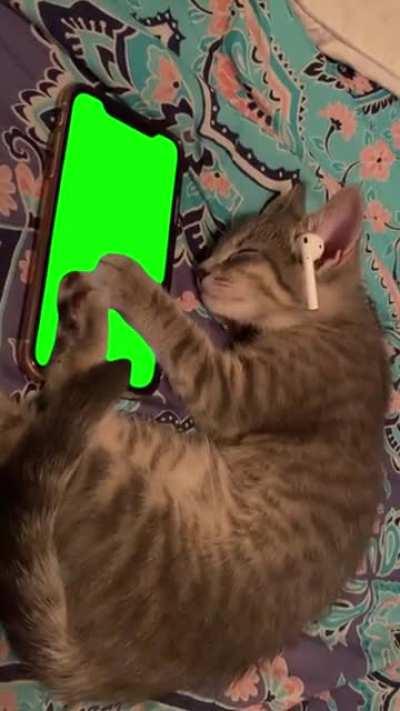 [GREEN SCREEN] Cat listening to phone music Meme Template