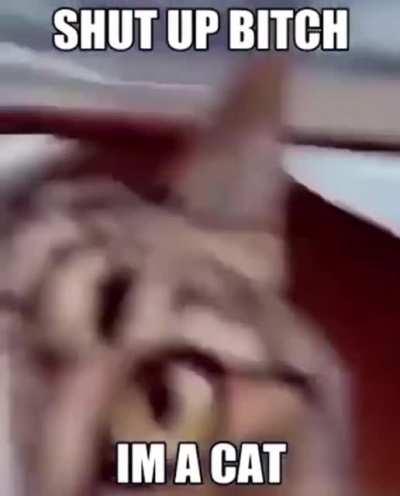 Deja ver al gato ctmr