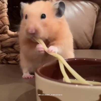 Hamster eating spaghetti? He do be serious about his carb intake tho