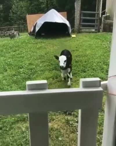 Excited Happy Cute Cow
