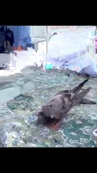 I will not allow you to say “Pigeon” without the title “Sheik”