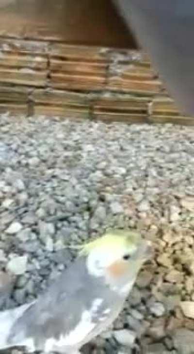 Bosun Bill cover by Jack the Cokatiel