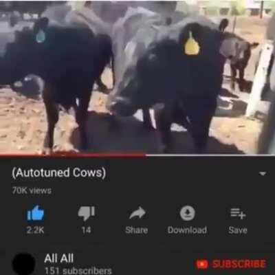 Коровы со спецэффектами