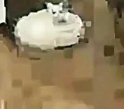 Cat Roomba 4k Wav.float34