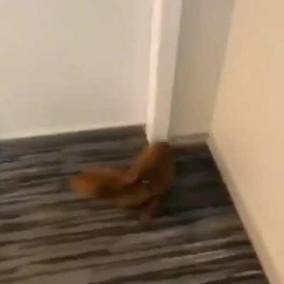 When your favorite place is bed.