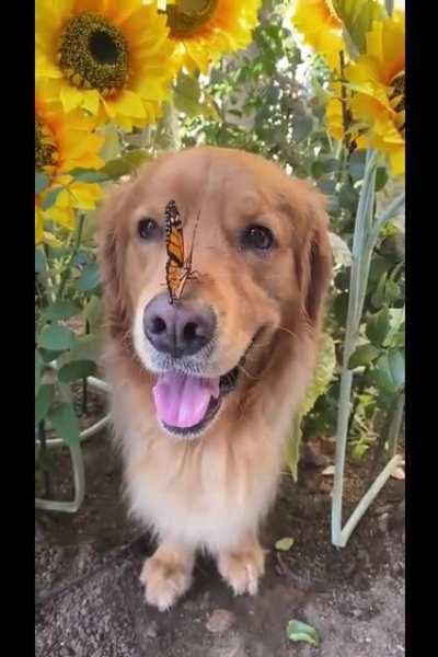 Butterfly boop