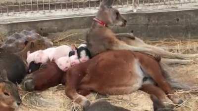 who can tell me how many different species are in that video?