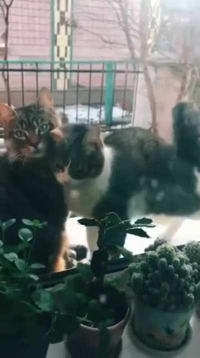 Super cute cats in a window