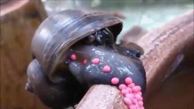 How snails lay eggs