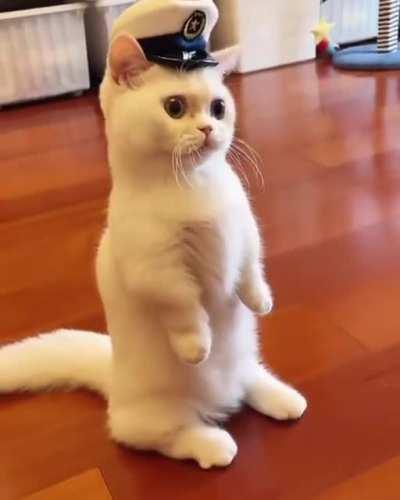 Cat Cop 😻🚔🐈