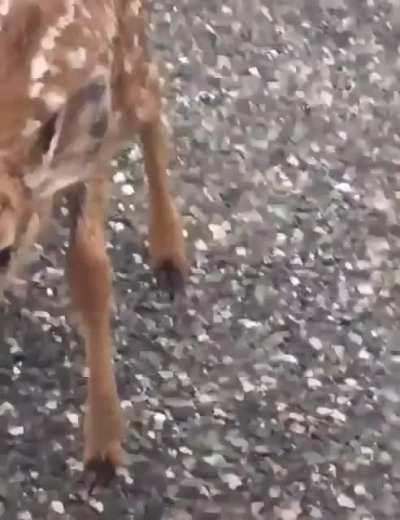 Baby Deer <3