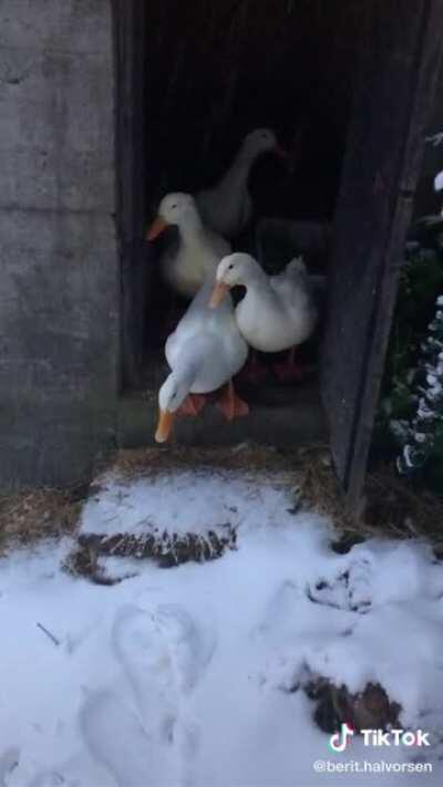 Ducks seeing snow for the first time