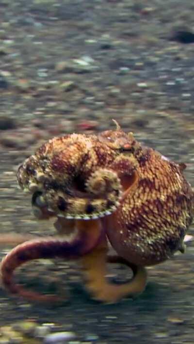 Some biologists refer to octopuses having six 