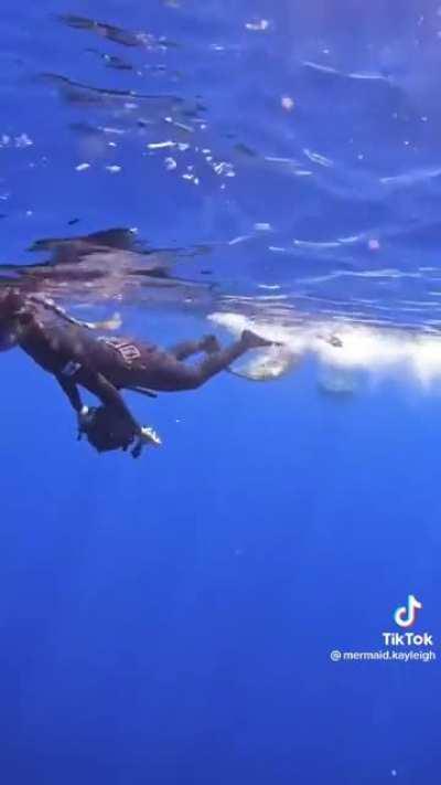 How to not swim away from sharks!