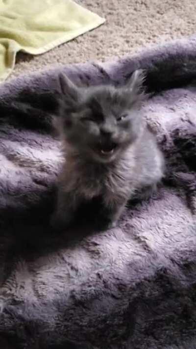 My foster fail Nova, she yelled for the first 48 hours like this. Now could be on r/catswhosmoke