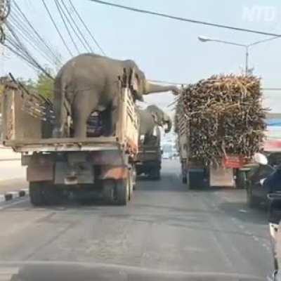 Карты, деньги, два слона.