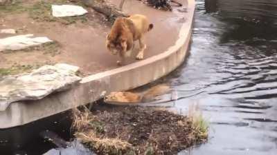 the mighty king of the savannah y’all