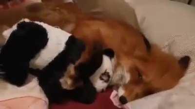 TIRED and SLEEPY FOXES in your area! 😴🦊 I don’t want to wake up, i just want to SNOOZE! 💤💤