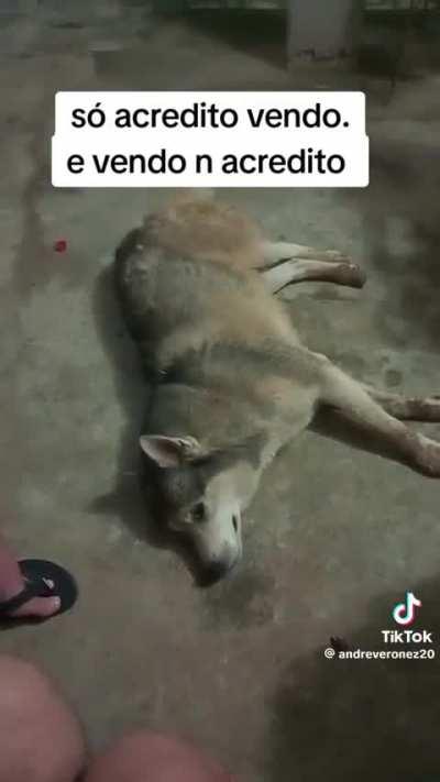 o cachorro ta triste de sdd do paul walker vei :/